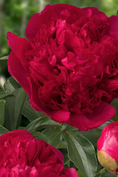 Pioenroos plant voor de tuin, gevulde rode pioen, command, Tuin en Terras, Planten | Tuinplanten, Vaste plant, Overige soorten