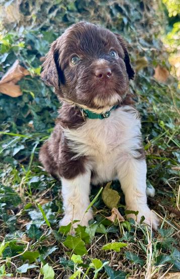 Zeer lieve sociale aussiedoodle/aussiedoodle pups beschikbaar voor biedingen