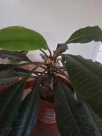 Madagascar jewel, Huis en Inrichting, Kamerplanten, Ophalen, Halfschaduw, Minder dan 100 cm