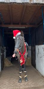 🎁 Zeer braaf recreatie paard! 🎁, Dieren en Toebehoren, Paarden, B, Gechipt, Ruin, Dressuurpaard