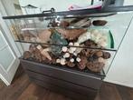 Gratis: gerbils, kooien en uitzet, Dieren en Toebehoren, Knaagdieren, Rat, Meerdere dieren, Tam, September