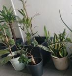 Gezocht: Binnen planten of stekjes, Tuin en Terras, Planten | Tuinplanten, Ophalen of Verzenden, Overige soorten, Volle zon