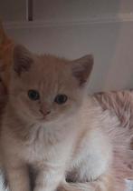 Brits korthaar kittens, Dieren en Toebehoren, Katten en Kittens | Raskatten | Korthaar, Meerdere dieren