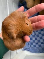 Tamme cavia, Dieren en Toebehoren, Cavia, Mannelijk, Tam, Oktober