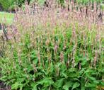 Persicaria, Ophalen of Verzenden, Overige soorten, Volle zon