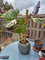 Monstera Deliciosa - Gatenplant, Tuin en Terras, Planten | Tuinplanten, Vaste plant, Bloeit niet, Halfschaduw, Ophalen