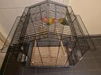Kooi met koppeltje agapornissen, Dieren en Toebehoren, Vogels | Hokken en Kooien, Ophalen, Zo goed als nieuw, Metaal, Vogelkooi