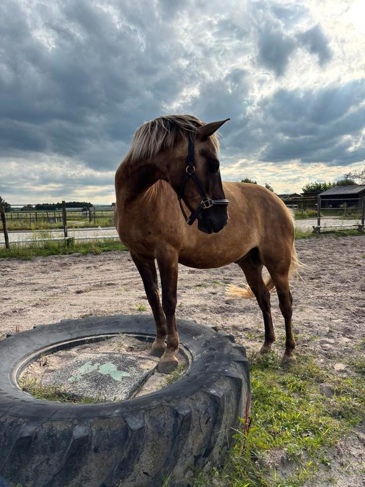 Verzorger gezocht, Dieren en Toebehoren, Paarden en Pony's | Overige Paardenspullen, Nieuw, Overige soorten, Ophalen