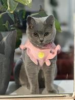 Cat britse schotse, Dieren en Toebehoren, Poes, Ingeënt, 0 tot 2 jaar