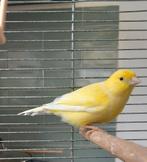 Zangkanarie, Dieren en Toebehoren, Vogels | Kanaries, Mannelijk, Zangkanarie