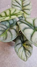 Alocasia Silver Dragon GoG Variegata, Ophalen of Verzenden, Halfschaduw, Minder dan 100 cm