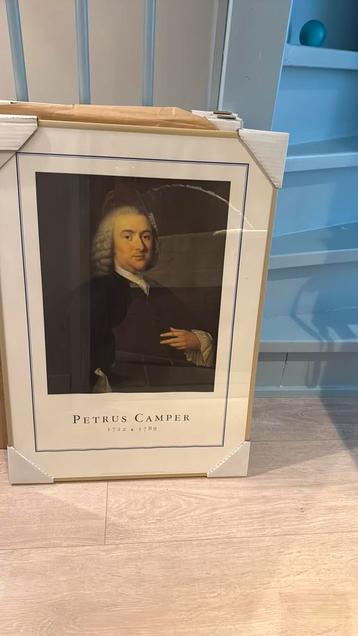 Petrus Camper pooster beschikbaar voor biedingen
