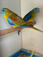 Koppel Turquoisine parkieten te koop, Dieren en Toebehoren, Vogels | Parkieten en Papegaaien, Meerdere dieren, Parkiet