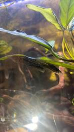 Ancistrus algeneter, Dieren en Toebehoren, Vissen | Aquariumvissen, Vis