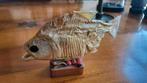 Piranha, opgezet, Verzamelen, Dierenverzamelingen, Ophalen of Verzenden, Zo goed als nieuw, Wild dier, Opgezet dier
