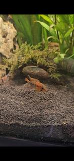 Apistogramma macmasteri 1xman 2x vrouw, Dieren en Toebehoren, Vissen | Aquariumvissen, Vis, Zoetwatervis