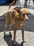 ACE: Otti is een lieve, sociale kanjer, Particulier, Rabiës (hondsdolheid), Reu, 1 tot 2 jaar