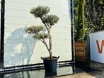 Olijfboom Pon-Pon - Olea Europea - stamomvang 20-25 cm, Ophalen of Verzenden, 100 tot 250 cm, Zomer, Palmboom