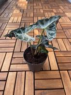 Alocasia loco, Overige soorten, In pot, Minder dan 100 cm, Groene kamerplant