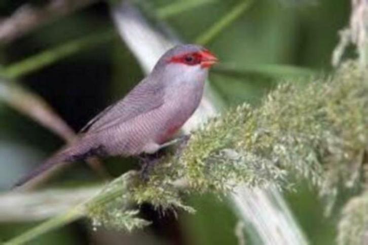 Sint Helena Fazantjes, Dieren en Toebehoren, Vogels | Overige Vogels, Meerdere dieren, Geringd