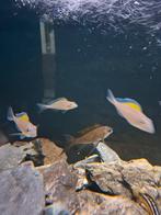 Xenotilapia spilopterus kipilli, Dieren en Toebehoren, Vis