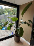 Grote Strelitzia (Paradijsvogelplant) + Pot, 200-230cm, Volle zon, Vaste plant, Bloeit niet, Ophalen