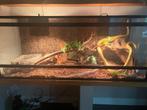 Rattenslangen met terrarium, Dieren en Toebehoren, Reptielen en Amfibieën, Slang, Met terrarium, 3 tot 6 jaar