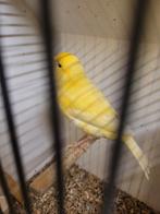 Te koop mooie gele mannen, Mannelijk, Kleurkanarie