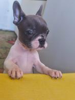 Wij zoeken een nieuw gezin voor onze Franse boldoks, Dieren en Toebehoren, Honden | Poolhonden, Keeshonden en Oertypen, België