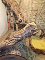 Super mooie en lieve Baardagaam, Hagedis, 0 tot 2 jaar