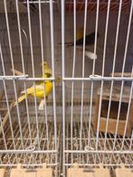 Kanaries manen van 2024 _2025, Dieren en Toebehoren, Vogels | Kanaries, Meerdere dieren, Kleurkanarie
