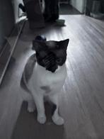 3 Lieve Poezen zoeken liefdevol nieuw huisje, Dieren en Toebehoren, Katten en Kittens | Overige Katten, Meerdere dieren, Kortharig