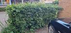 beukenhaag, Tuin en Terras, Planten | Struiken en Hagen, Ophalen, Beukenhaag, 100 tot 250 cm