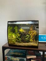 Fluval flex 34L met toebehoren, Dieren en Toebehoren, Ophalen, Zo goed als nieuw, Gevuld zoetwateraquarium