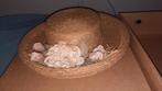 Mooie gevlochten hoed van stro met bloem., Kleding | Dames, Hoeden en Petten, 56 of 57 cm (M, 7 of 7⅛ inch), Bijenkorf, Ophalen of Verzenden