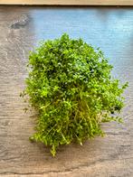 Micranthemum callitrichoides 'Cuba' aquarium plant, Dieren en Toebehoren