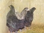 Australorp hennen, Dieren en Toebehoren, Pluimvee, Vrouwelijk, Kip