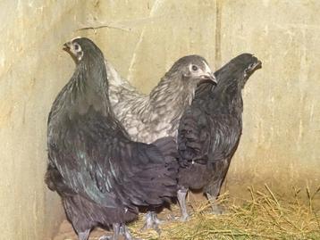 Australorp hennen beschikbaar voor biedingen