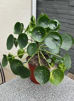 Pannenkoekplant, Ophalen, Overige soorten, Halfschaduw, In pot