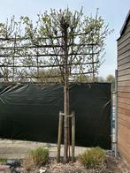 Twee leibomen sierpeer stamhoogte 180 cm, Tuin en Terras, Planten | Bomen, Lente, 250 tot 400 cm, Leiboom, Ophalen