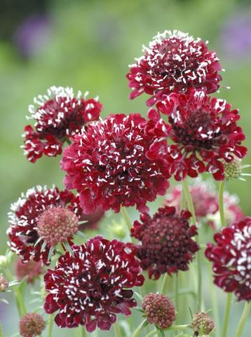 Scabiosa (duifkruid) rood zaden beschikbaar voor biedingen