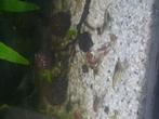 Wildkleur garnalen neocaridina 50 stuks €20, Kreeft, Krab of Garnaal, Zoetwatervis, Schoolvis