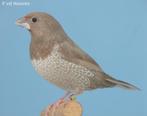 Koppel prachtige Japanse Meeuwen., Meerdere dieren, Tropenvogel, Geringd