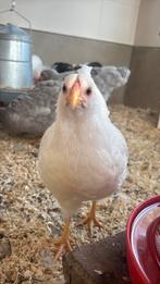 Wyandotte kriel wit hen en haan, Dieren en Toebehoren, Meerdere dieren, Kip