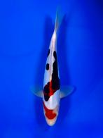 VHQ Tateshita Beni Kumonryu 27-32cm Japanse koi, Dieren en Toebehoren, Vissen | Vijvervissen, Karper of Koi