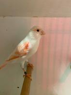 Mooie kanarie pop, Dieren en Toebehoren, Vrouwelijk, Kleurkanarie