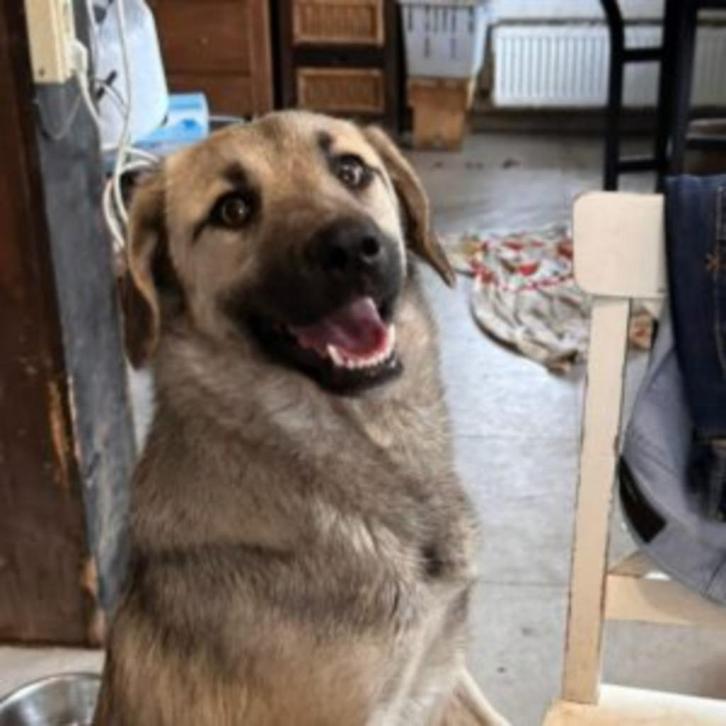 AIN: Iris, Dieren en Toebehoren, Honden | Niet-rashonden, Middel, Teef, Handelaar, Eén hond, Buitenland, 1 tot 2 jaar, CDV (hondenziekte)