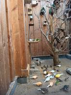 Kanaries, zebravinken, spitsstaartamandines, Dieren en Toebehoren, Meerdere dieren