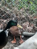 Loopeenden span 2025, Dieren en Toebehoren, Meerdere dieren, Eend