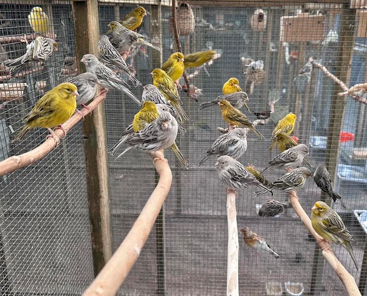 Agaat kanaries, Dieren en Toebehoren, Vogels | Kanaries, Kleurkanarie, Meerdere dieren